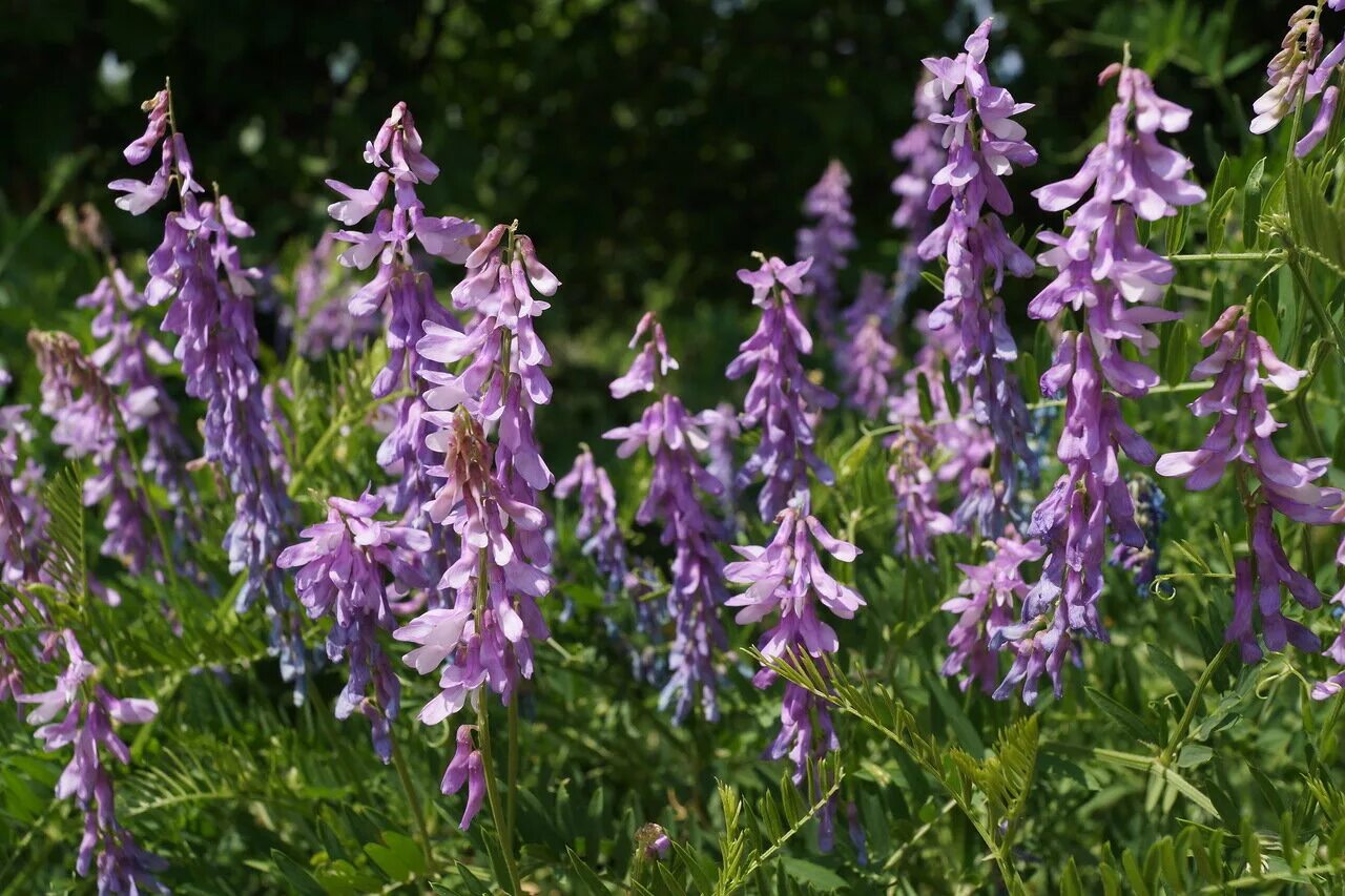 Plant wiki. Горошек мышиный (Vicia cracca). Вика мышиный горошек. Растение Вика мышиный горошек. Горошек мышиный (Vícia crácca).