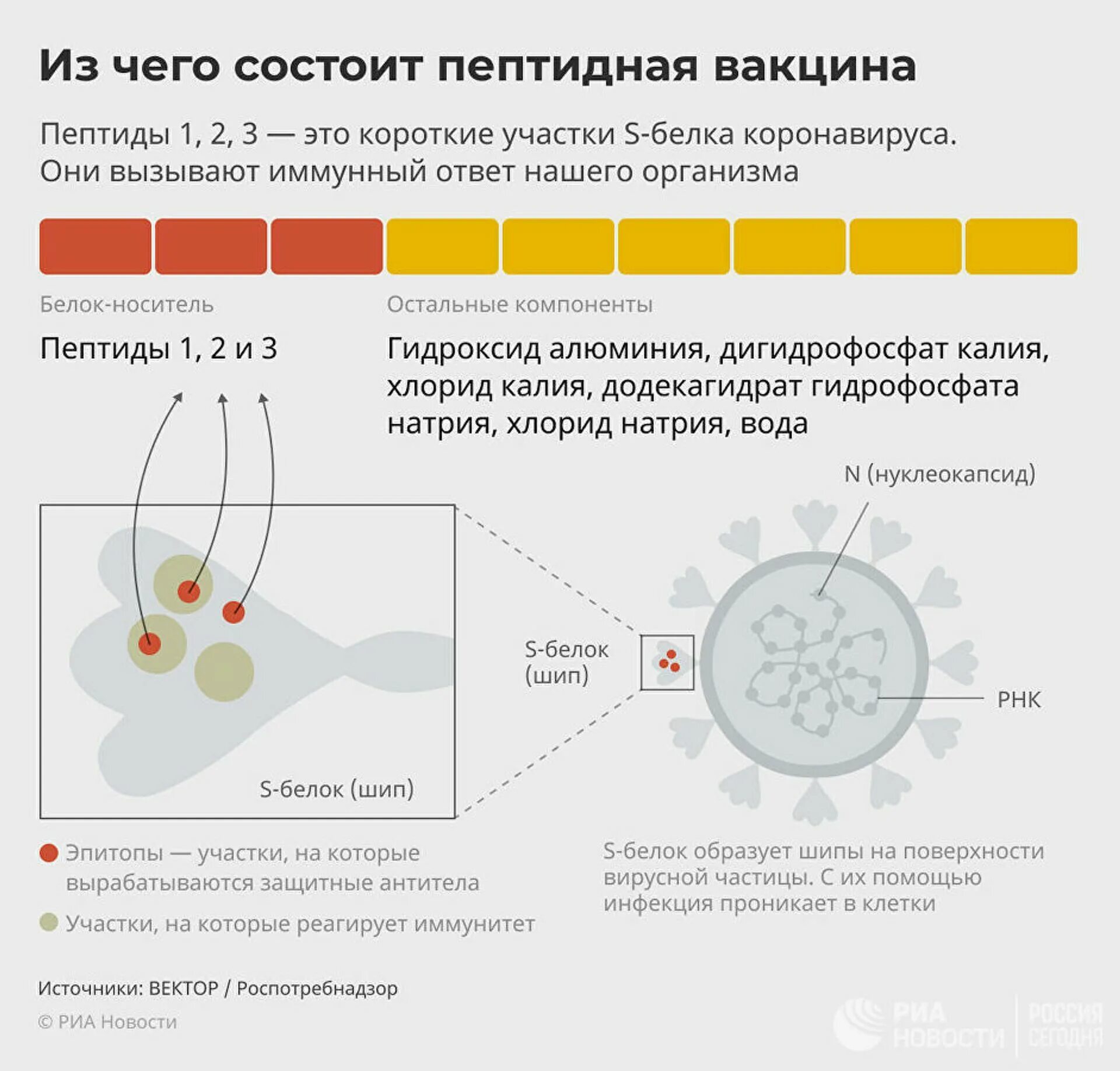 Механизм вакцин. Принцип действия вакцины. Пептидные вакцины. Механизм вакцинации от коронавируса. Принцип действия вакцины от коронавируса.