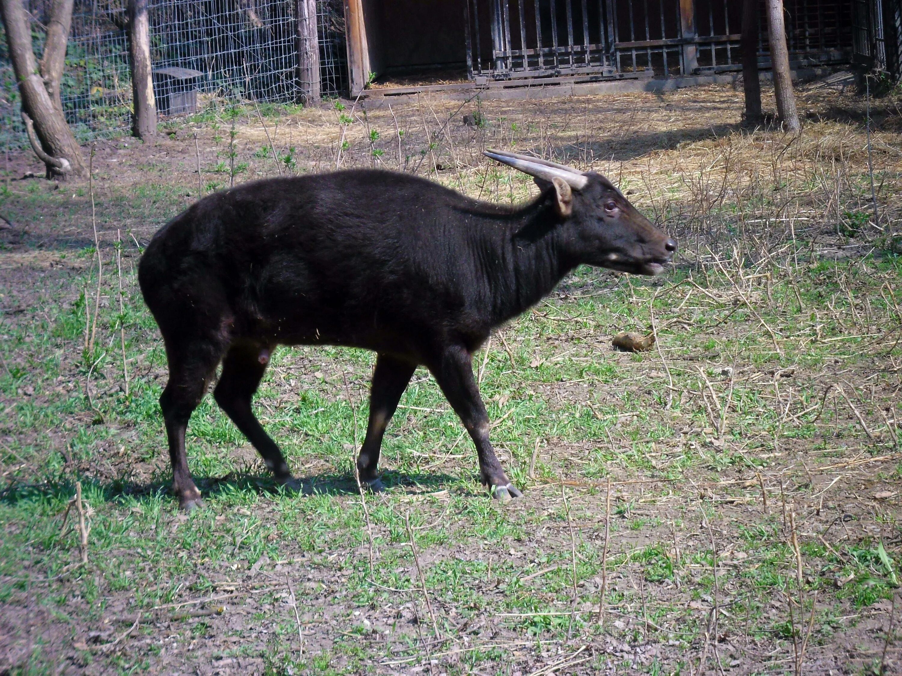 Карликовый бык аноа. Аноа буйвол. Кентус карликовый буйвол. Тамарау буйвол.