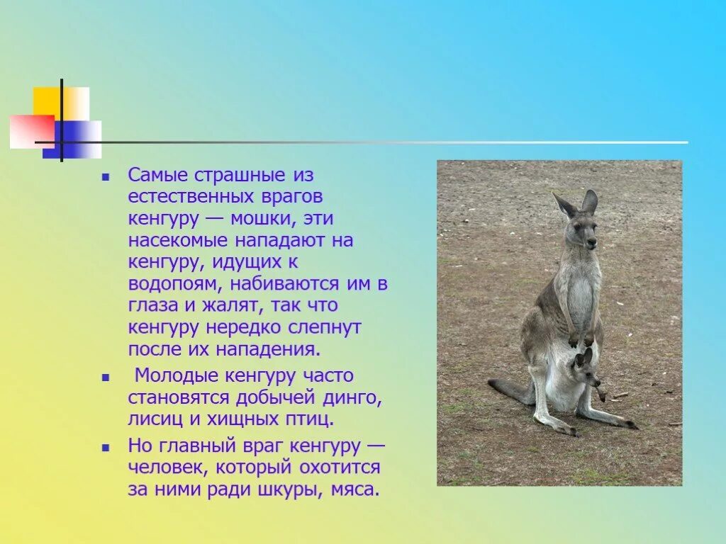 Происхождение слова кенгуру. У кенгуру длинный хвост. Информация о кенгуру в австралии. Это интересно о кенгуру. Кенгуру в австралии кратко.