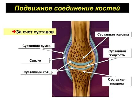 Самый прочный сустав