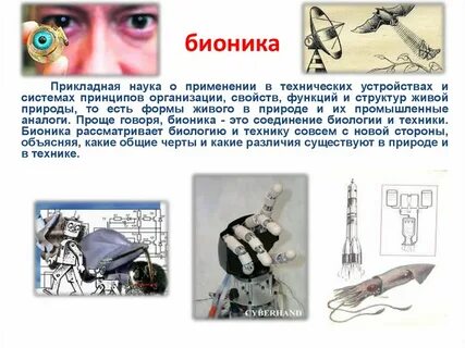 Примеры бионики в жизни человека