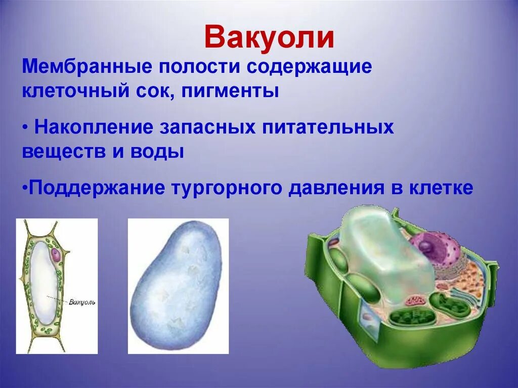 Органоид вакуоль рисунок. Вакуоль мембрана биология 6 класс. Вакуоль это мембранный органоид. Вакуоль растительной клетки. Клеточный сок называется