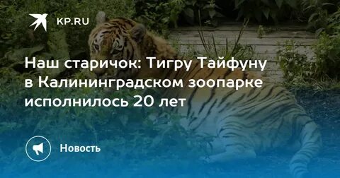 Тигры тайфун прогноз