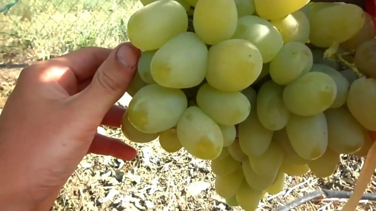 Сорт монарх. Сорт винограда монарх фото. Виноград монарх хризолит. Виноград монарх описание сорта. Сорт монарх.