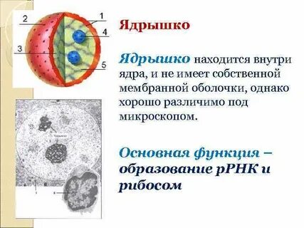 В ядре есть маленькое