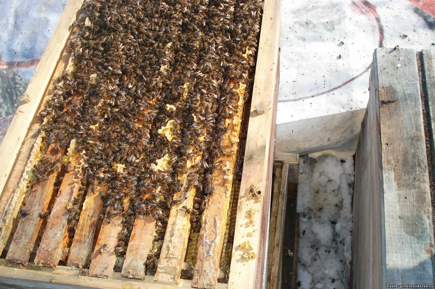 Кпе проводят зиму пчелы. Что делают пчелы зимой. Пчелы в улье зимой. Пчелы и мед. Пчелы в улье.