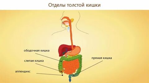 Пищеварение кишечника всасывание питательных веществ 8 класс