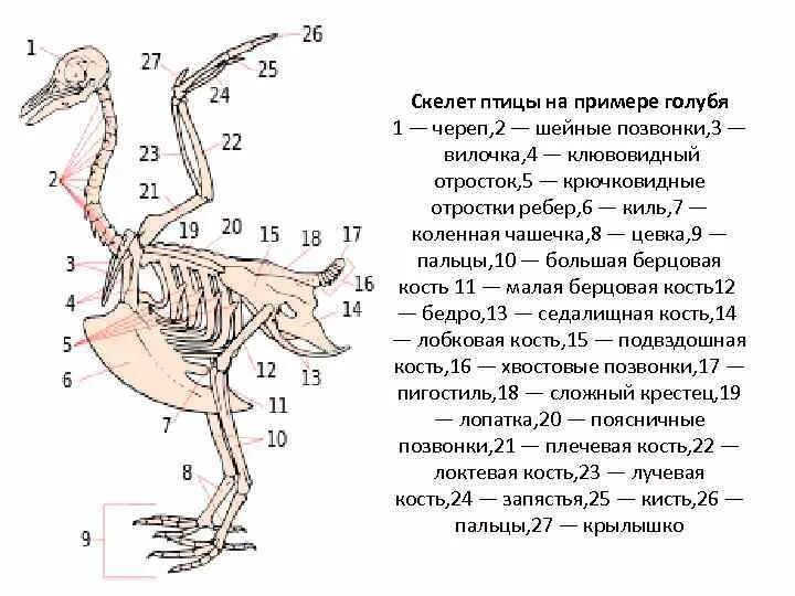 Скелет птиц приспособлен у птиц кости. Скелет птицы киль и цевка. скелет птицы биология 7 класс. скелет птицы на примере голубя. строение скелета птицы 7 класс.