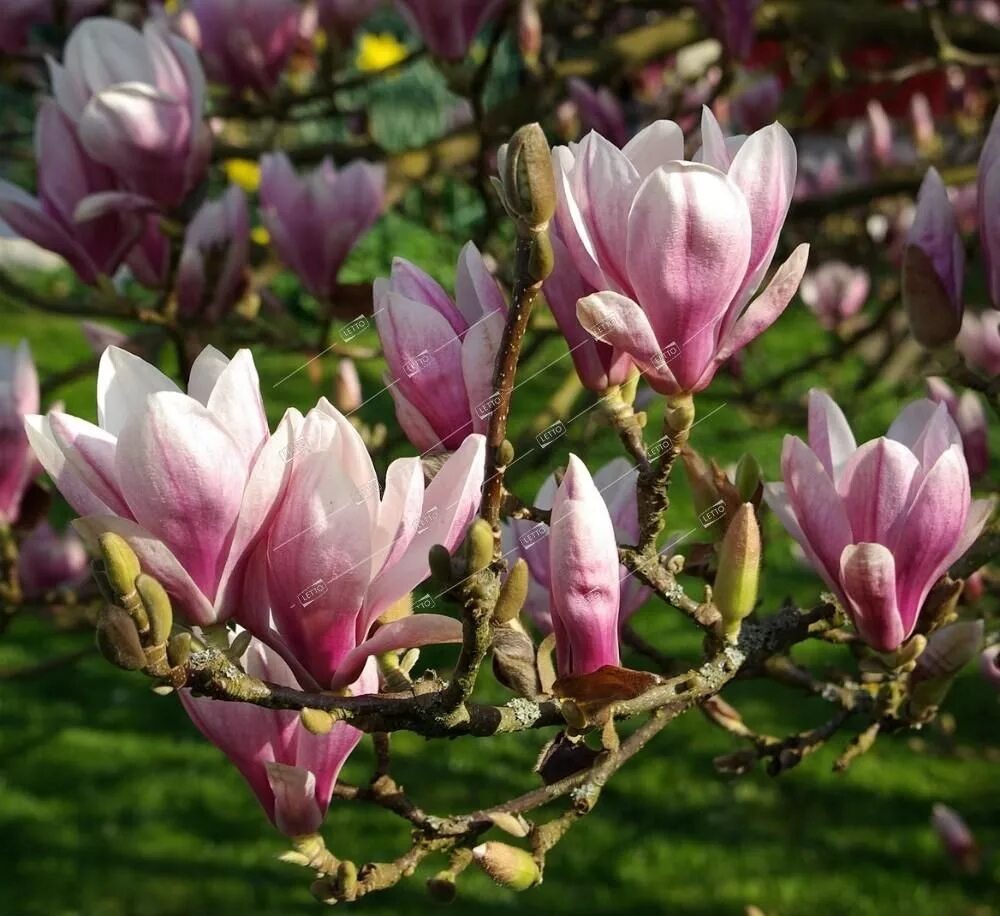 Магнолия soulangeana. Магнолия Суланжа (Magnolia soulangeana). Магнолия Суланжа Вербаника. Магнолия Суланжа дерево. Купить магнолию саженцы в беларуси