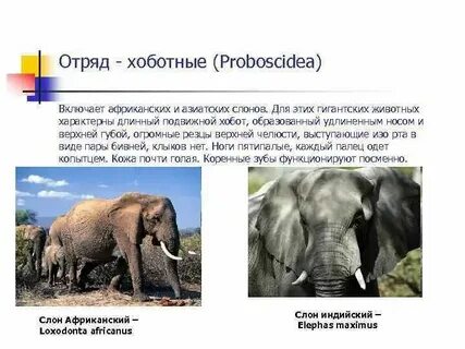Черепные представители