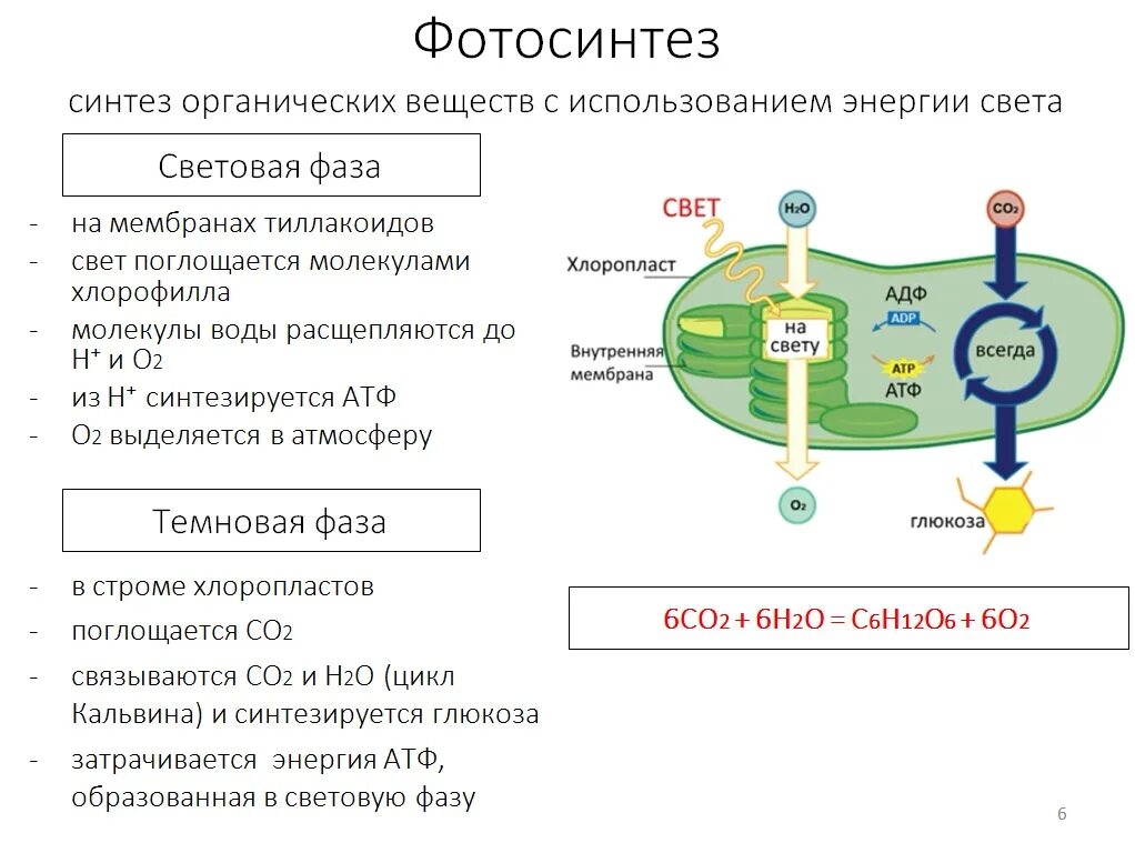 Атф в растительной клетке. Метаболизм Биосинтез белка энергетический обмен схема. Клеточное дыхание схема ЕГЭ. Схема клеточного дыхания ЕГЭ биология. Энергетический обмен схема ЕГЭ.