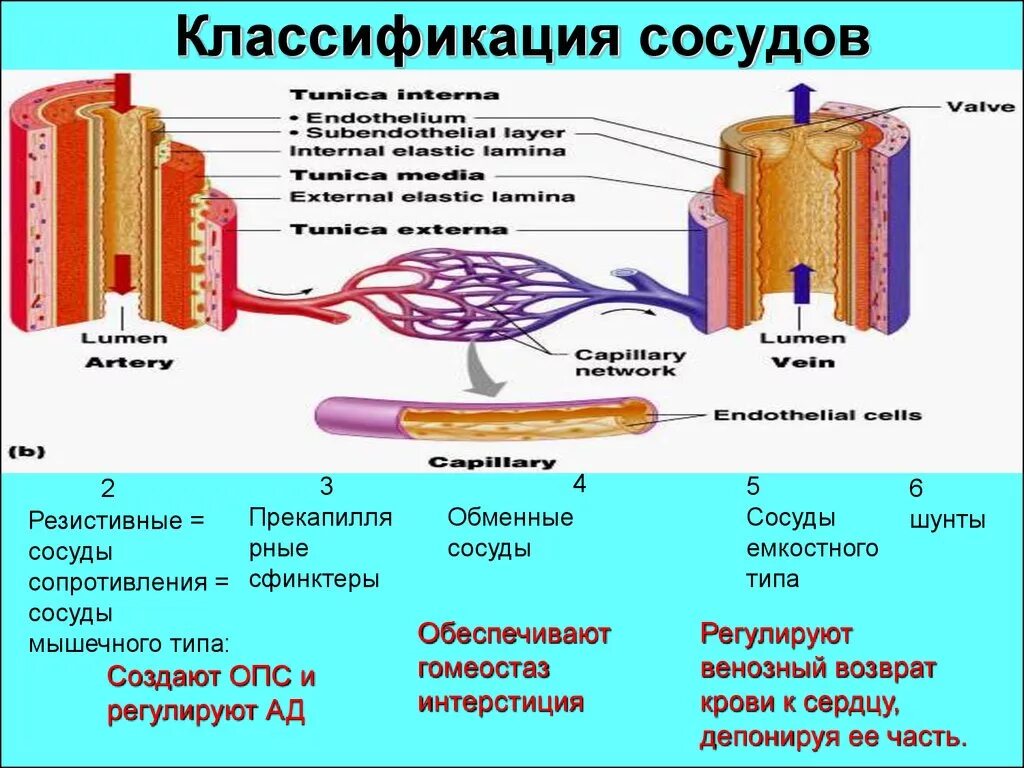 Сосуды особенности строения и функции. Физиологическая классификация сосудов. Функциональная классификация сосудов физиология. Функциональная характеристика кровеносных сосудов. Классификация кровеносных сосудов по функции.