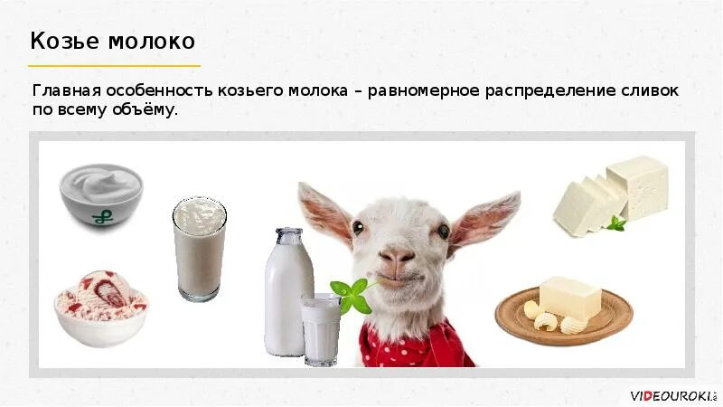 Козье молоко. Коза молоко. Козье молоко форум. Козье молоко форум. Козье молоко.