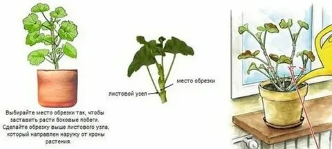 Герань осенью пересадка с улицы