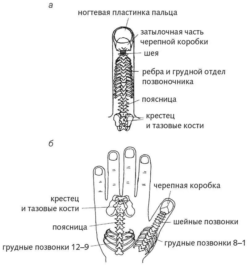 Су джок академия сайт. Су Джок система насекомого. Су Джок схема ладони. Су Джок точки соответствия на руке. Су Джок мини система соответствия.