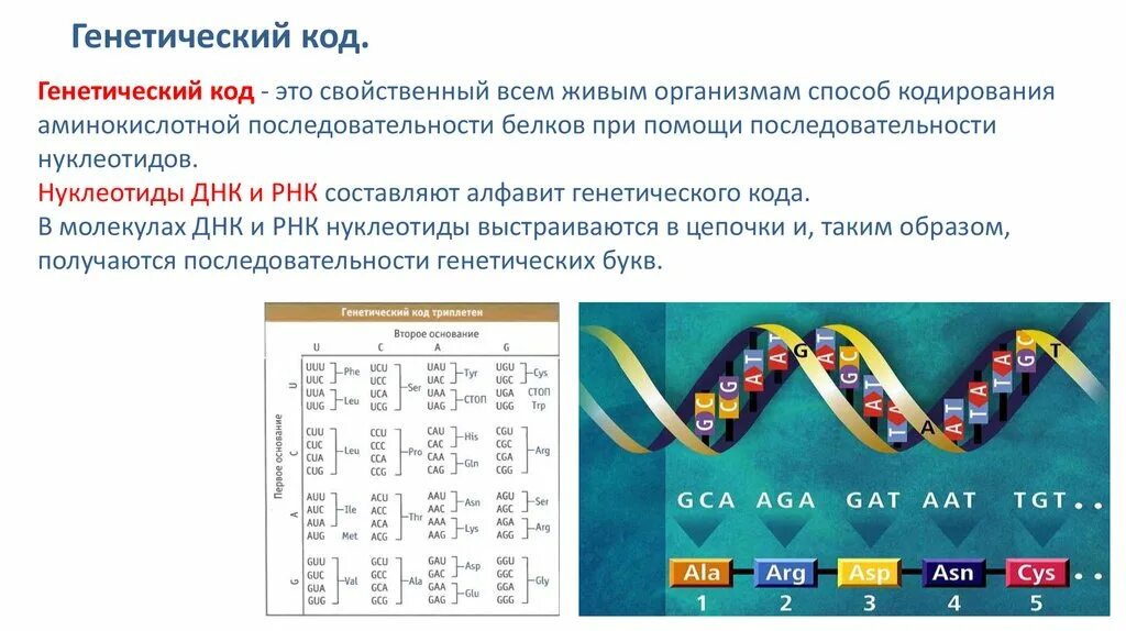 Генетический код. Генетический код человека. ДНК человека генетический код. Расшифрован генетический код. Наследственная республика