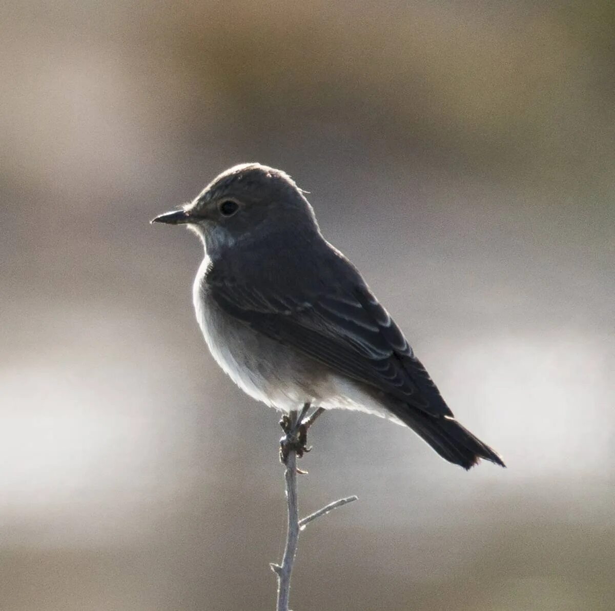 Птичка с серой головкой. Мухоловка серая птичка. Мухоловка серая – Muscicapa striata (Pallas, 1764). Мухоловка черноголовая. Серая мухоловка juvenile.