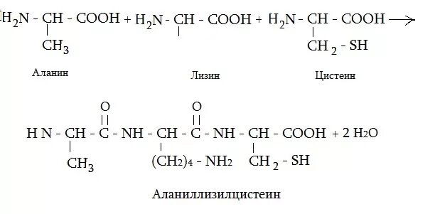 Ала арг гис. Трипептид цис Лиз АСП. Трипептид Лиз цис сер. Формула трипептида вал-цис-Лиз. Формула трипептида вал.