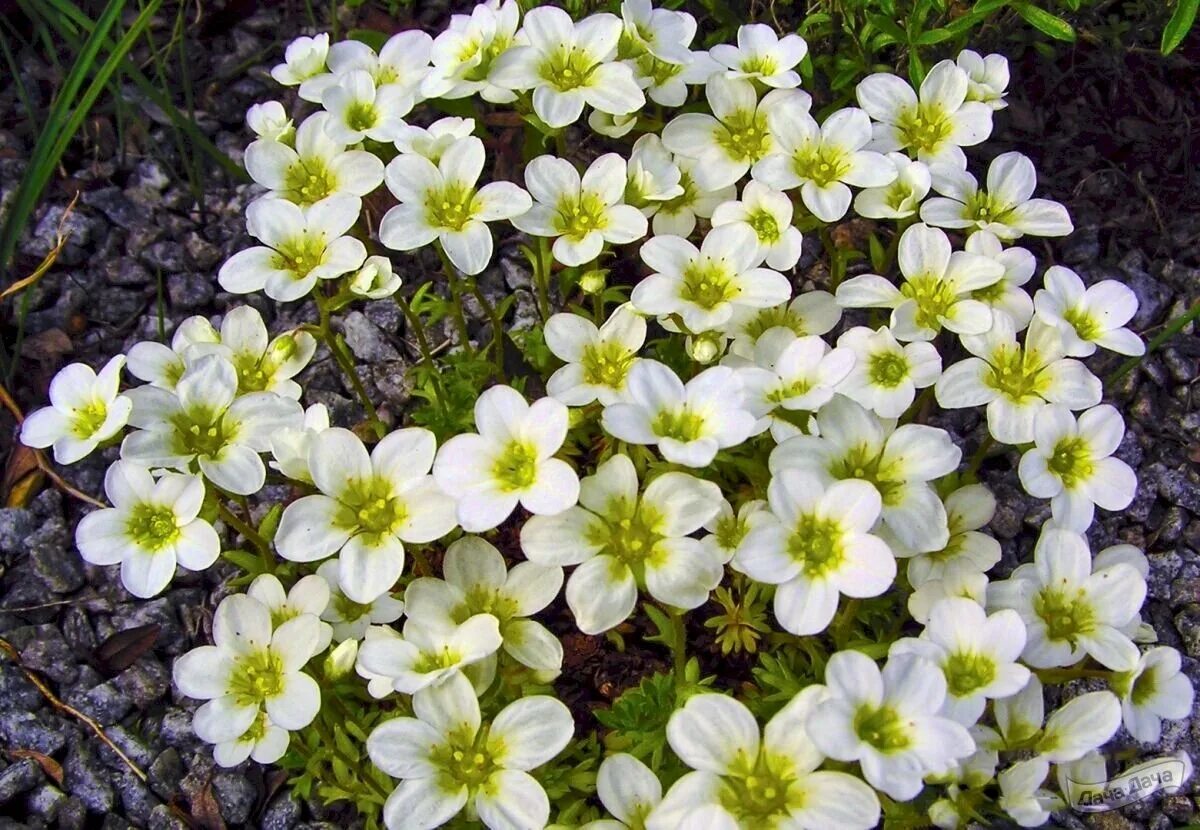 Камнеломка цветок садовый многолетний фото. Камнеломка Арендса "Highlander White". Камнеломка Арендса Вайсцверг. Камнеломка Арендса хайлендер. Камнеломка Арендса Weisszwerg.