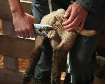 Elastrator Spannzange Kastrierzange+100xGummiringe für Schwein schaf Kuh B ...