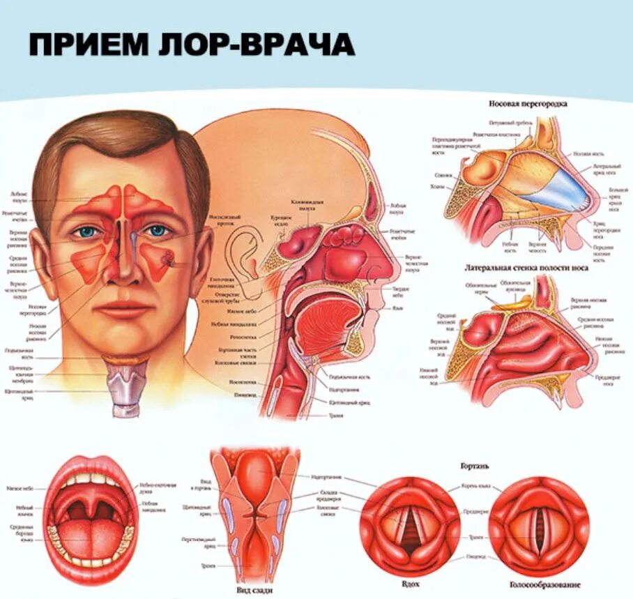 Инфекции лор органов. Анатомия ухо горло нос строение. Строение ухо глрдо ГЛС.