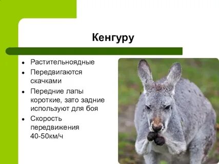 Характеристика растительноядных животных
