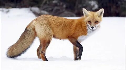 Fox only