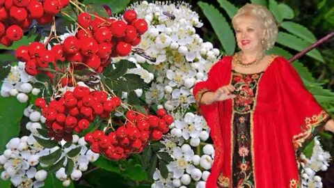 Уральская рябинушка