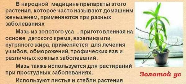 Золотой ус от чего помогает отзывы растение. Золотой ус от чего помогает отзывы растение. Золотой ус от чего помогает отзывы растение. Золотой ус применение. Золотой ус лекарственное растение.