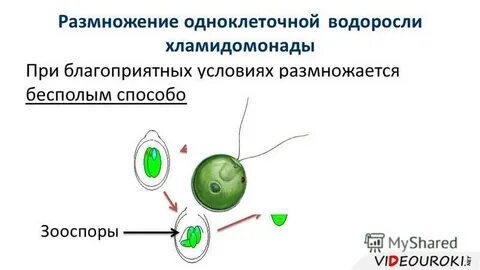 Жизненный цикл зооспор