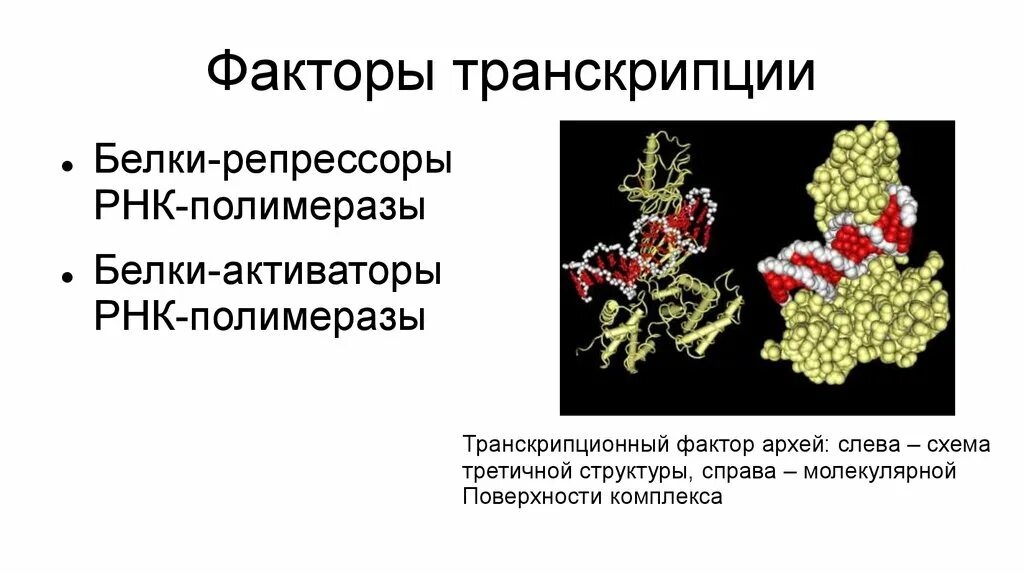 Белки активаторы. Белки факторы транскрипции. Транскрипционные факторы. Факторы транскрипции ДНК. Факторы регуляции транскрипции.