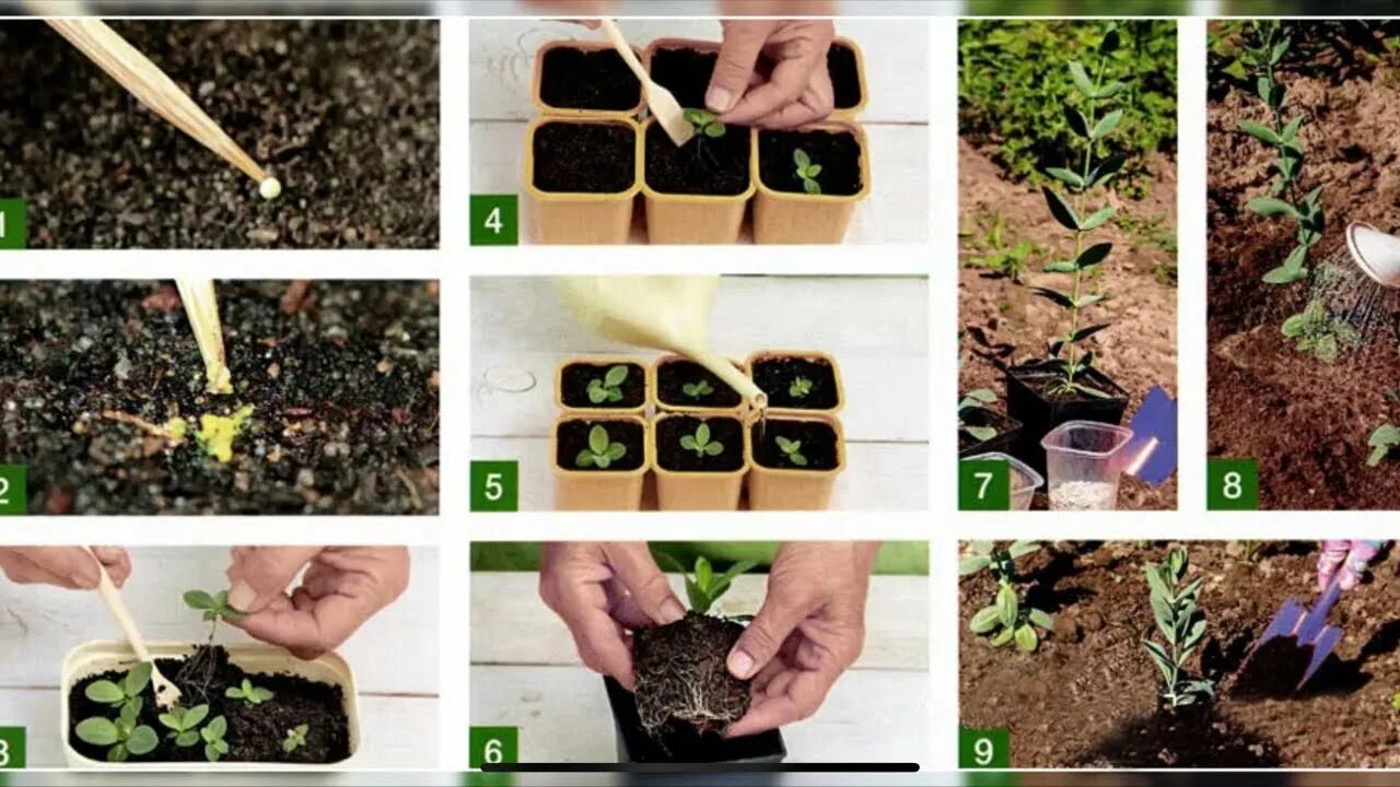 Here's how to get the best deals on plants and shrubs