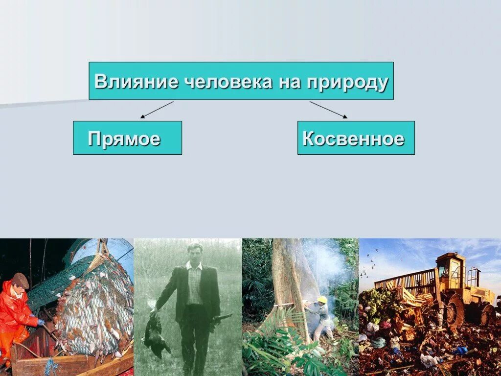 Биологическое влияние человека на природу. Влияние человека на природу. Прямое влияние человека на природу. Человек влияет на природу. Прямое и косвенное влияние человека на природу.