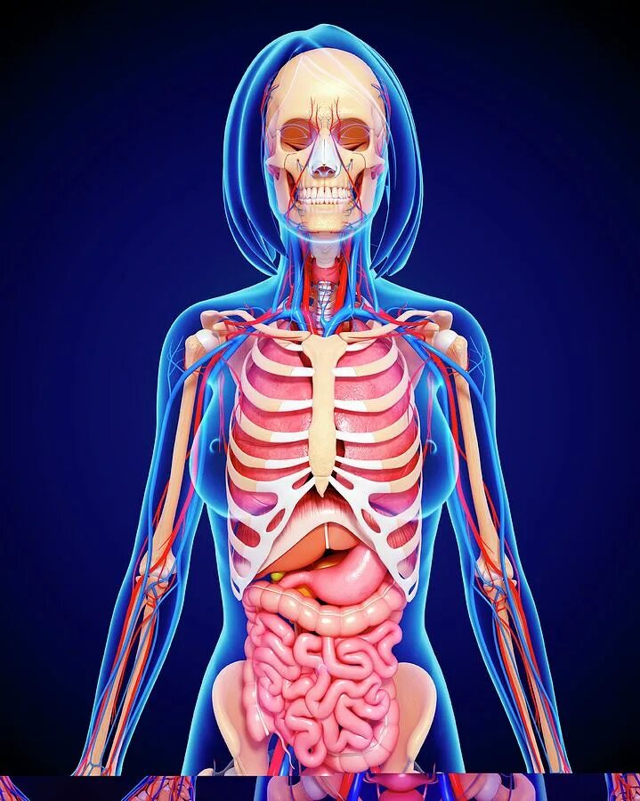 анатомия человека фотографии. анатомия женщины снаружи. анатомия человека. анатомия женщины. анатомия женщины.