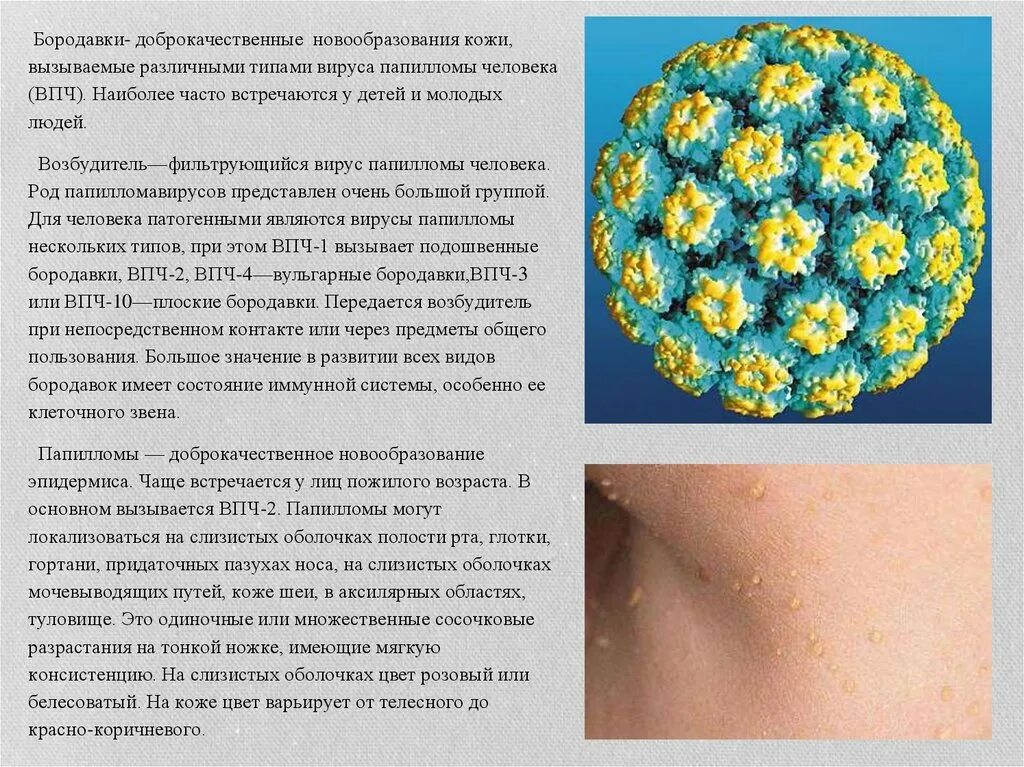 Папиломы вирус передается от человека к человеку. Возбудитель бородавок. Инфекционная бородавка.