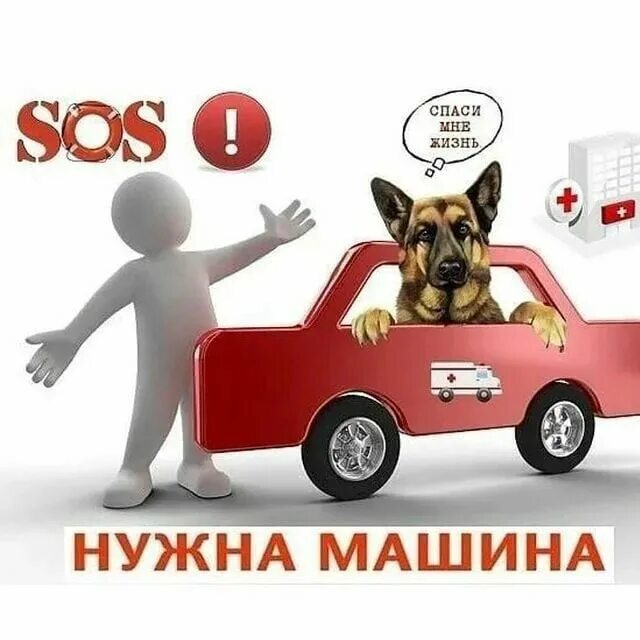 Нужна помощь машиной. Нужна помощь транспортом. Нужна помощь машиной. Нужна помощь машиной для собаки. Срочно помощь машиной.