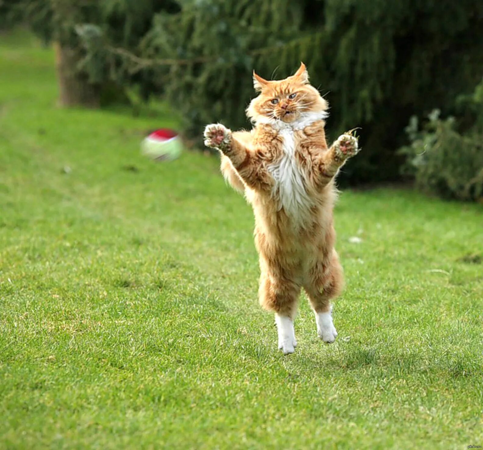 Кото, котомиси. С этого момента поподробнее мем. Прикольный кот. «мои безбашенные дочки» — проект джона вильгельма. Радостный танцующий кот.