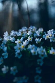 Цветы профессиональное фото