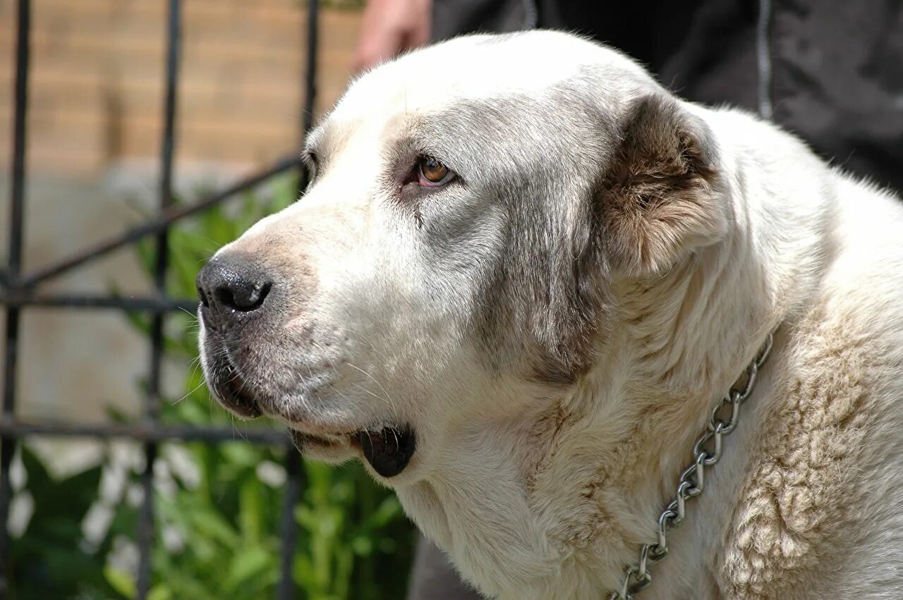 Что делает алабай. Среднеазиатская овчарка. Среднеазиатская овчарка алабай. Туркменский алабай. Восточно-азиатская овчарка алабай.