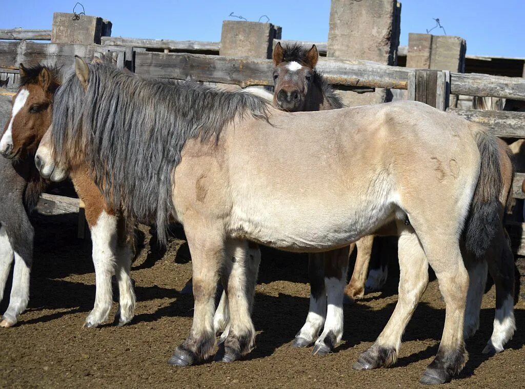 Лошади в забайкальском крае. Забайкальская кучерявая порода лошадей. Забайкальская кучерявая лошадей забайкальская порода. Забайкальская кучерявая порода лошадей. +дикие лошади забайкалья.