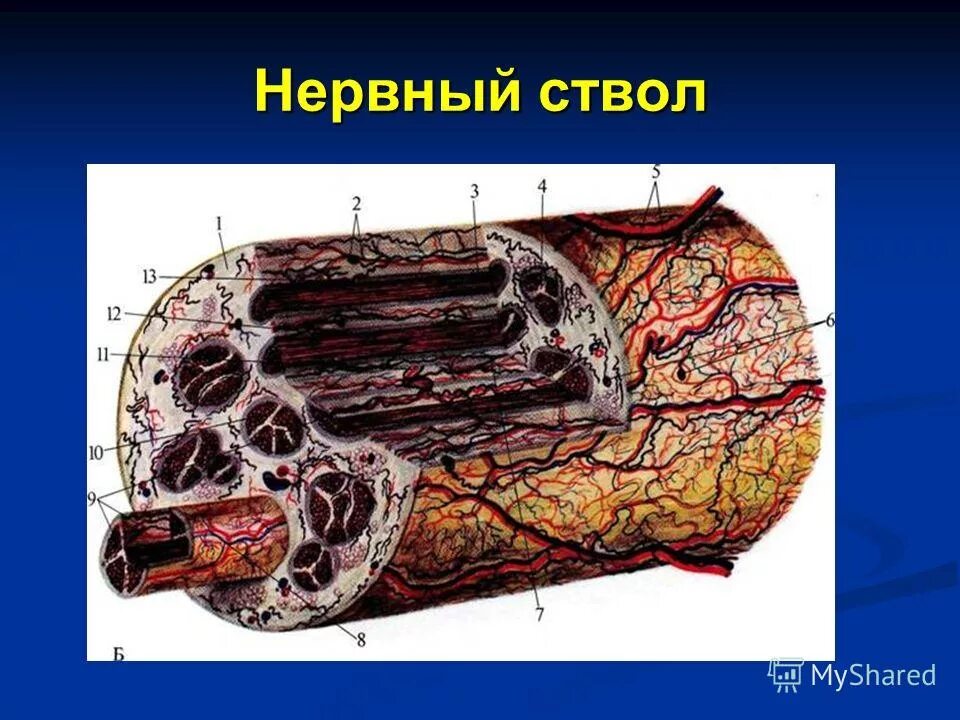 строение узловой нервной системы. нервная система плоских червей ортогон. типы нервных стволов. нервно дистрофическая маска. из чего состоит нерв.