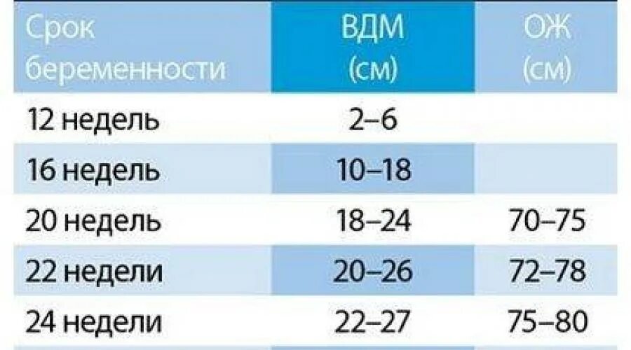 36 недель окружность