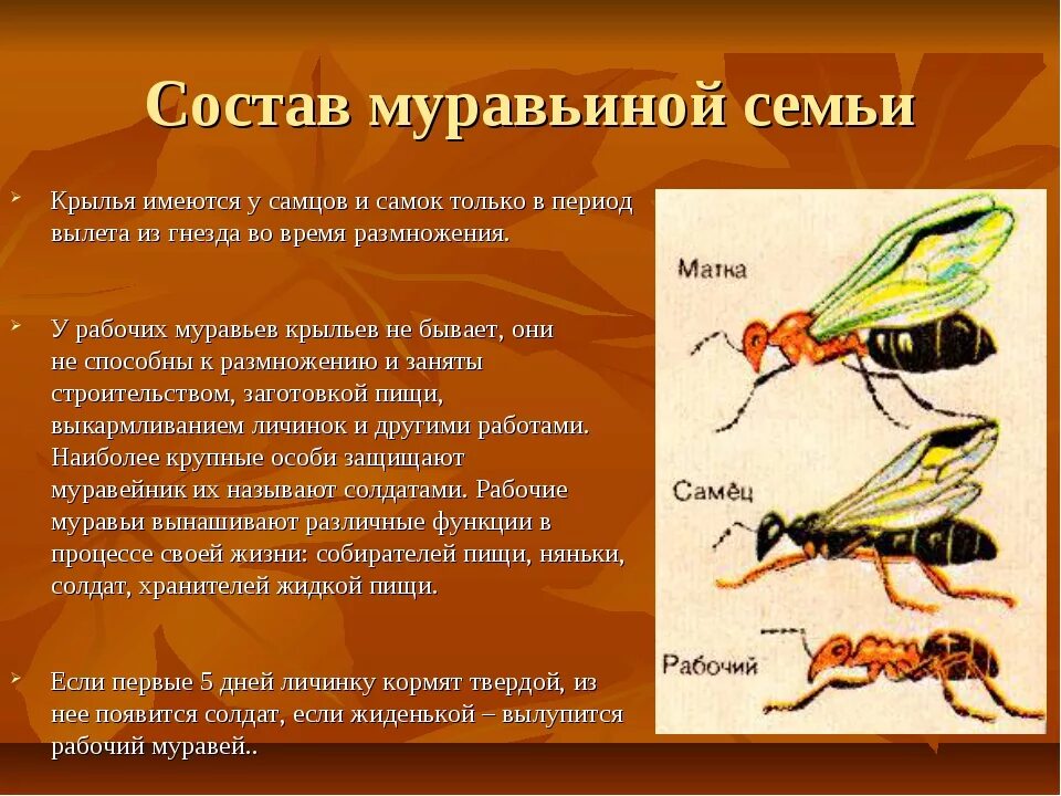 Какой тип развития характерен для лесного муравья. Строение муравьиной семьи. строение муравьёв. особенности строения самки муравья. особенности строения муравьёв..
