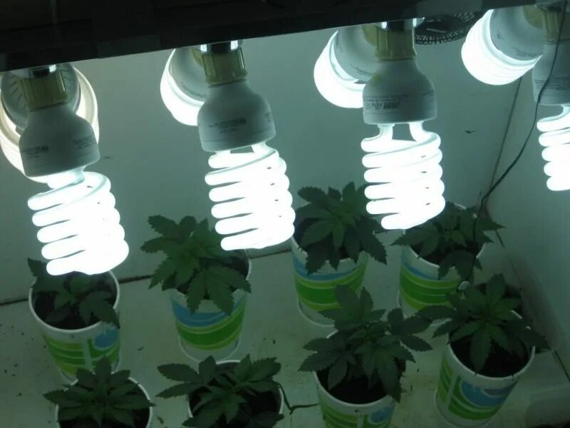 Какая лампа для рассады лучше в домашних. Led лампа 6500к для конопли. Лампа 6500к для растений. CFL лампы для растений спектр. Люминесцентные лампы 36/840 спектра для рассады.