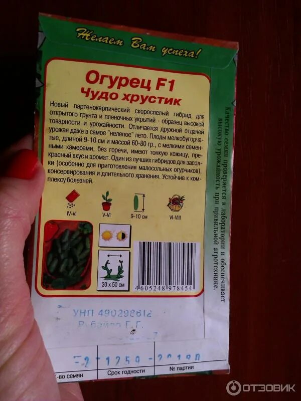 Чудо огурцы отзывы. Чудо огурцы отзывы