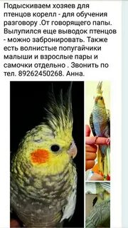 Попугай корелла чешется