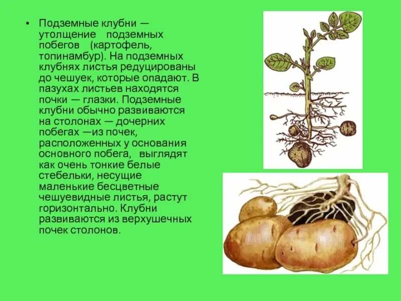 У картофеля образуются укороченные подземные побеги округлой. Подземные клубни. Подземные клубни картофеля. Клубень подземный побег. Клубень картофеля.