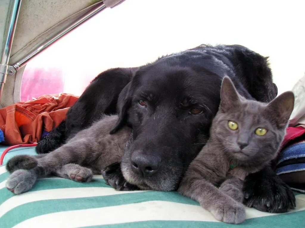 Кошка собаки нету. Кошки и собаки. кошка и собака картинки. лабрадор и кошка. кот с собакой дружат.