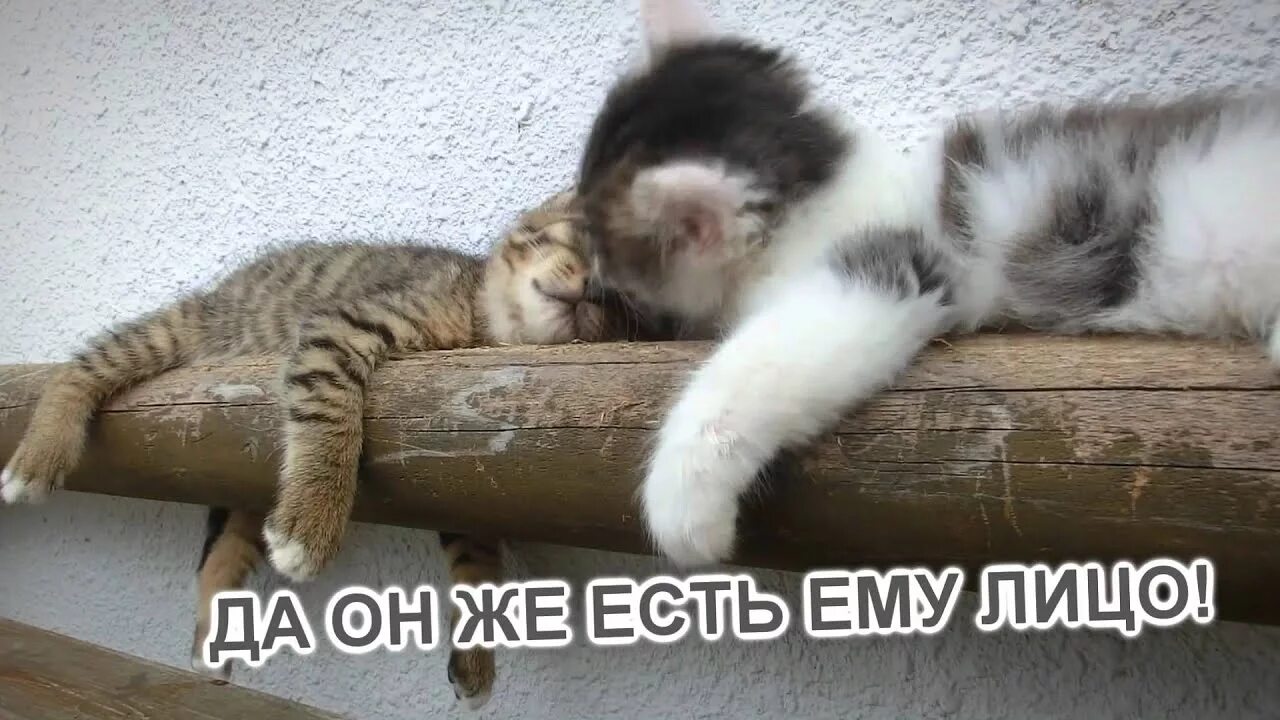 Плюс развлечение коту. Смешные видео. Смешные ролики с котами. Смешные говорящие коты. Смешные ролики про котят.